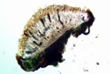 Rinodina oxydata image