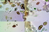 Rinodina oxydata image