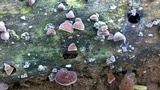 Auricularia polytricha image