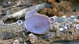 Auricularia polytricha image