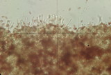 Galerina uncialis image