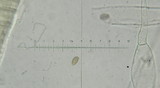 Galerina uncialis image