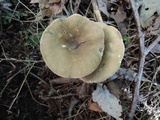 Lactarius lignyotus image