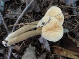 Lactarius lignyotus var. nigroviolascens image