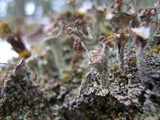 Cladonia pyxidata image