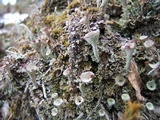 Cladonia pyxidata image