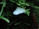 Rimbachia bryophila image