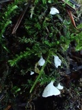 Rimbachia bryophila image
