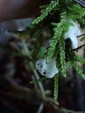 Rimbachia bryophila image