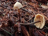 Galerina sideroides image