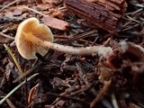 Galerina sideroides image