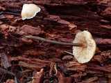 Galerina sideroides image