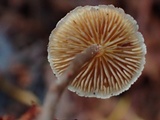 Galerina sideroides image