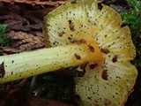 Hygrocybe acutoconica image