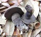 Tylopilus griseocarneus image
