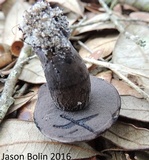Tylopilus griseocarneus image