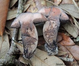 Tylopilus griseocarneus image