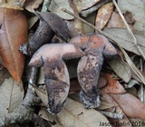 Tylopilus griseocarneus image