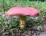 Boletus roodyi image