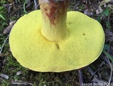 Boletus roodyi image