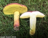 Boletus roodyi image