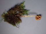 Galerina nigripes image