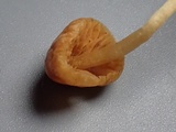Galerina nigripes image