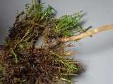 Galerina nigripes image