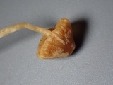 Galerina nigripes image