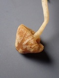 Galerina nigripes image