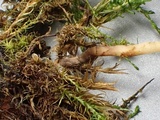 Galerina nigripes image