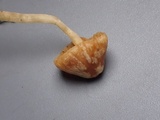 Galerina nigripes image