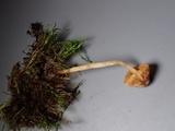 Galerina nigripes image