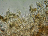 Galerina nigripes image