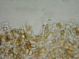 Galerina nigripes image