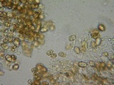Galerina nigripes image
