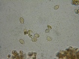 Galerina nigripes image