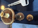 Pholiota lubrica image