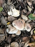 Hygrophorus roseobrunneus image