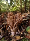 Ramaria violaceibrunnea image