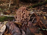 Ramaria violaceibrunnea image