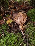 Ramaria violaceibrunnea image