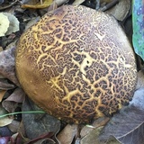 Boletus subtomentosus image