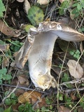 Amanita protecta image