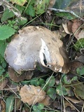 Amanita protecta image