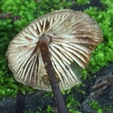 Mycena maculata image