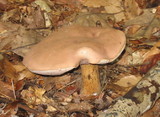 Tylopilus rubrobrunneus image