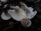Hygrophorus roseobrunneus image