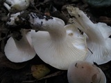 Hygrophorus roseobrunneus image