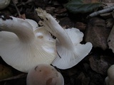 Hygrophorus roseobrunneus image